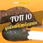 10 дивних тварин, у чиє існування важко повірити