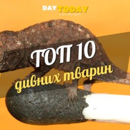 10 дивних тварин, у чиє існування важко повірити