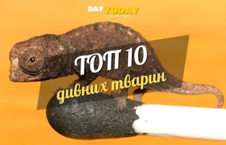 10 дивних тварин, у чиє існування важко повірити