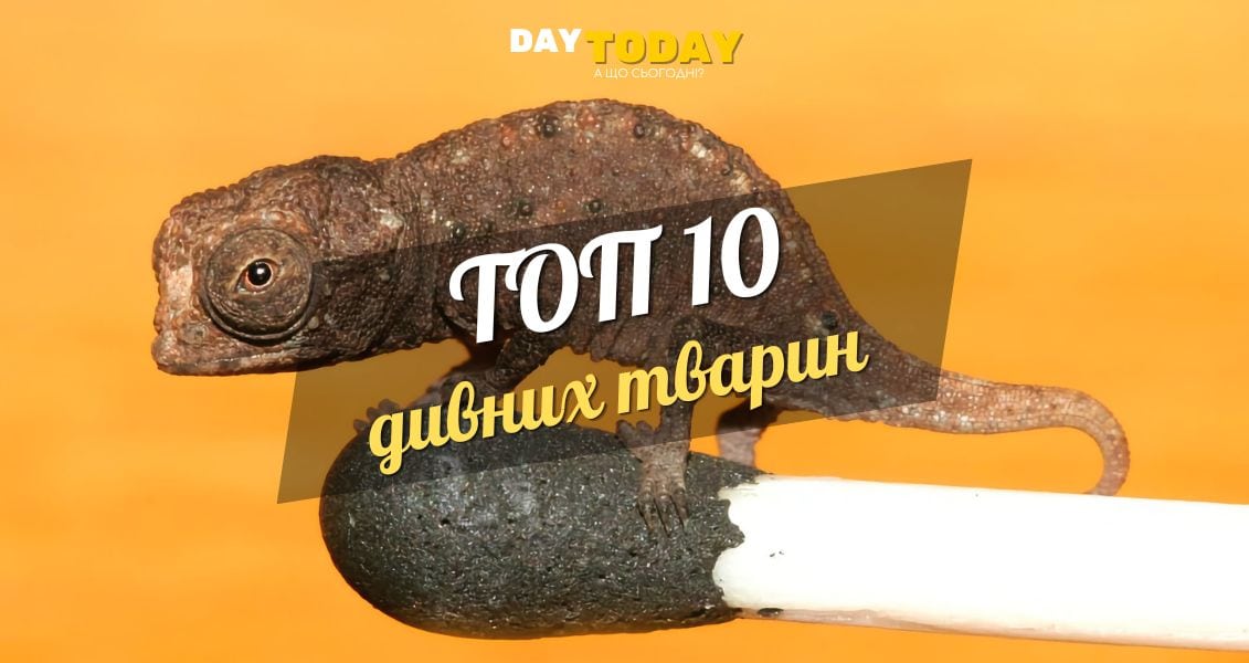 10 дивних тварин, у чиє існування важко повірити