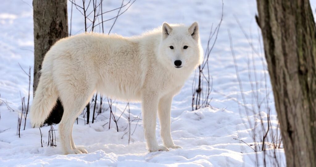 Арктичний вовк