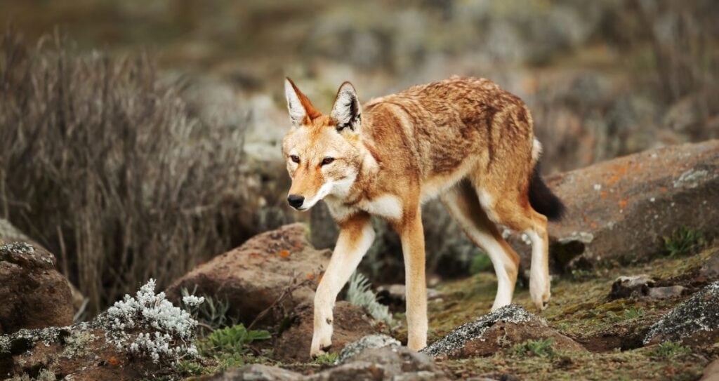 Ефіопський вовк