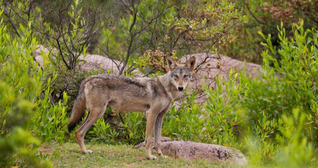 Індійський вовк
