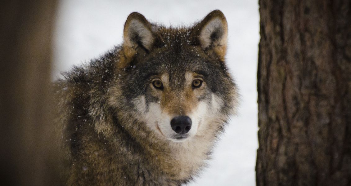 Міжнародний день вовка