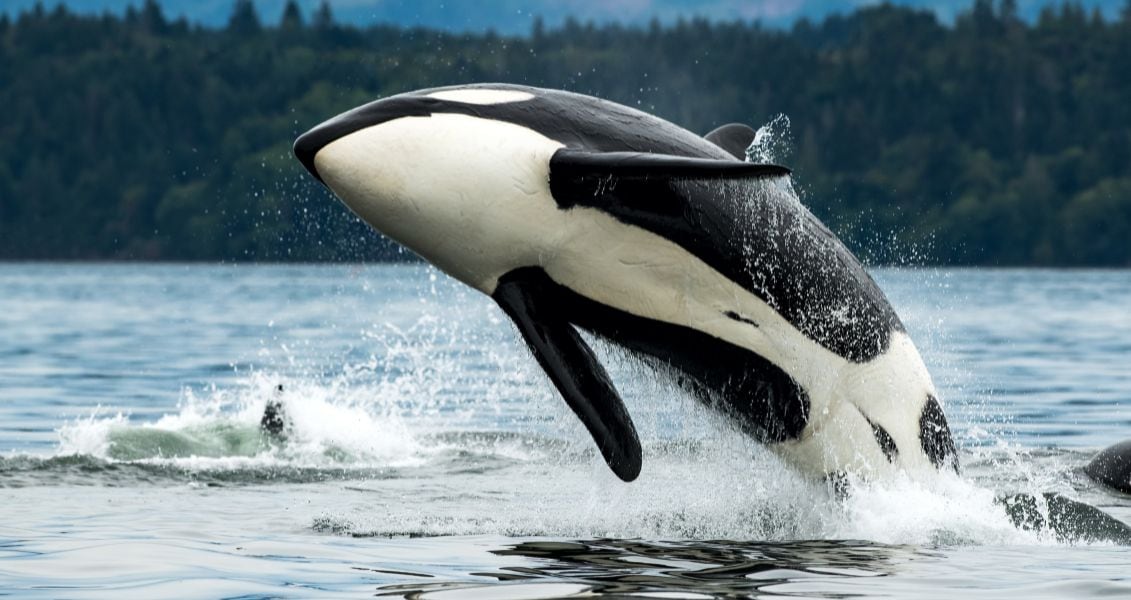 Всесвітній день косатки