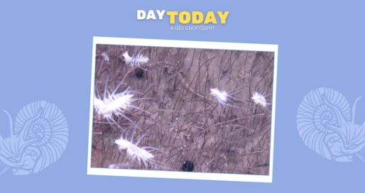 У Маріанській западині виявлено найглибше відоме скупчення тварин на планеті