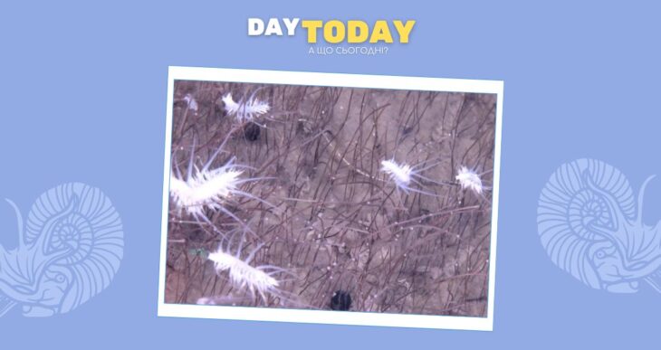 У Маріанській западині виявлено найглибше відоме скупчення тварин на планеті