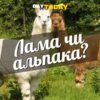 У чому різниця між ламою та альпакою?