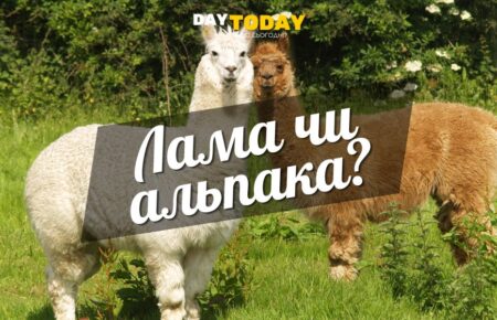 У чому різниця між ламою та альпакою?
