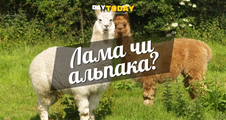 У чому різниця між ламою та альпакою?