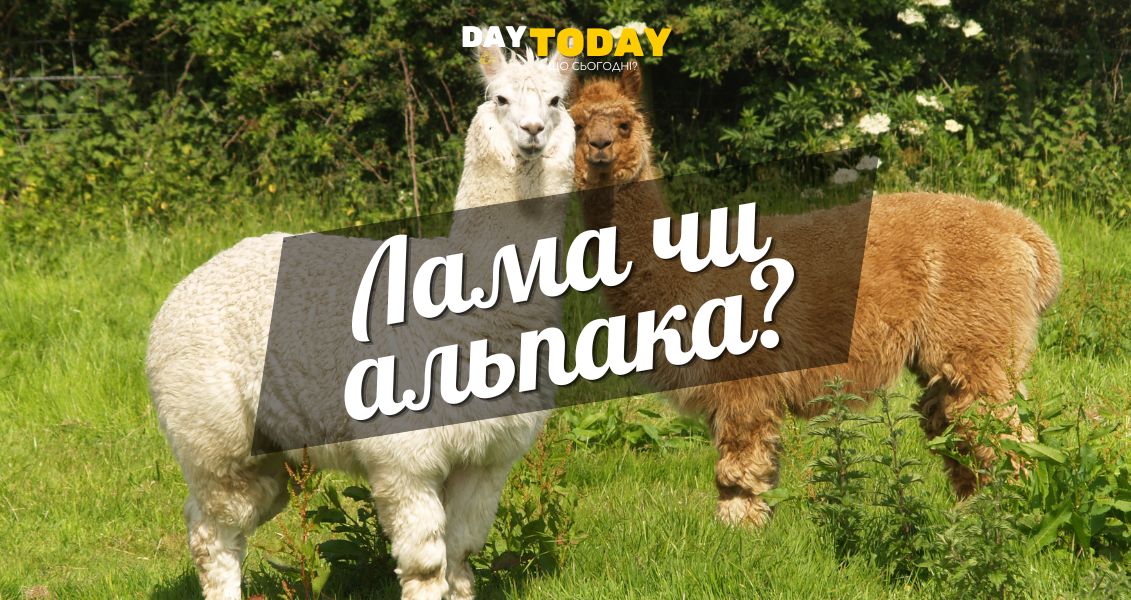 У чому різниця між ламою та альпакою?