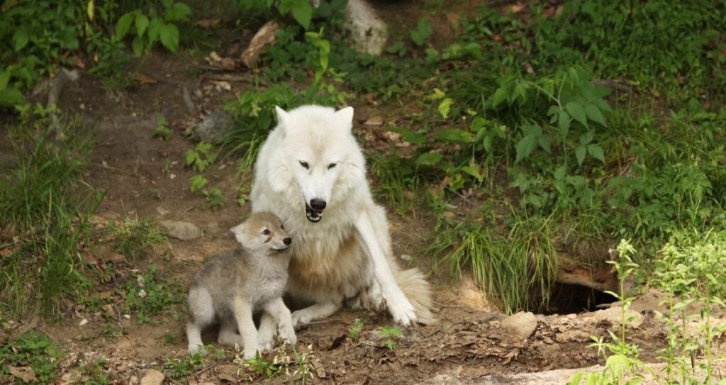Арктичний вовк з вовченям
