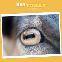 Чому у кіз такі дивні очі?