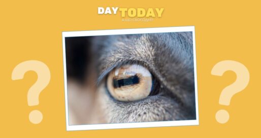 Чому у кіз такі дивні очі?