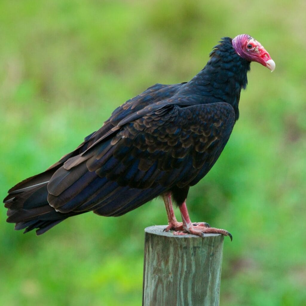 Індичий стервʼятник