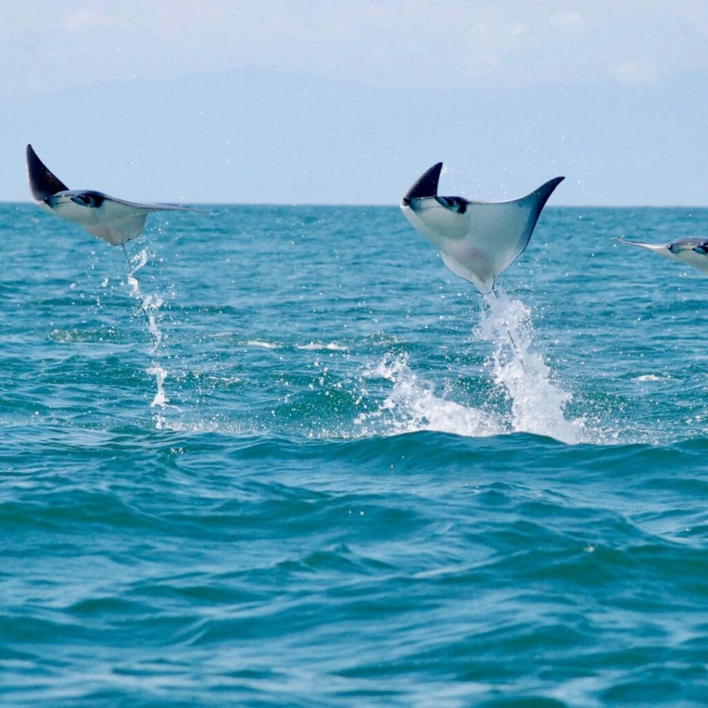 Рідкісне спостереження групи скатів манта, що вистрибують з води