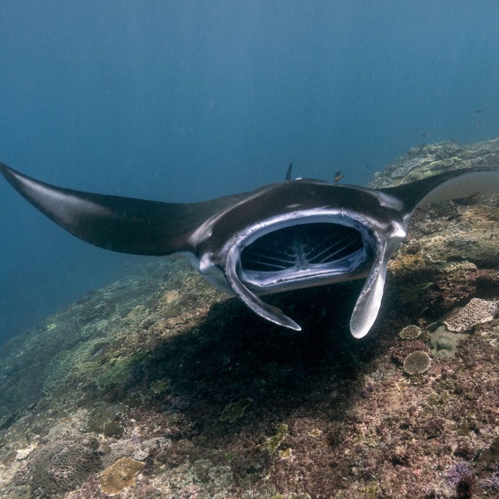 Рифова манта