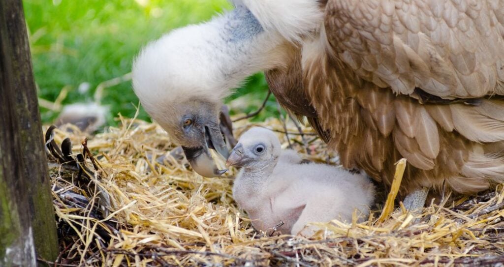 Стервʼятник та пташеня у гнізді