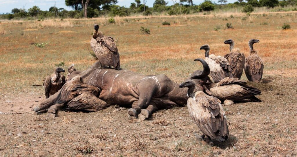 Стерв'ятники, що пожирають мертву тварину, Африка