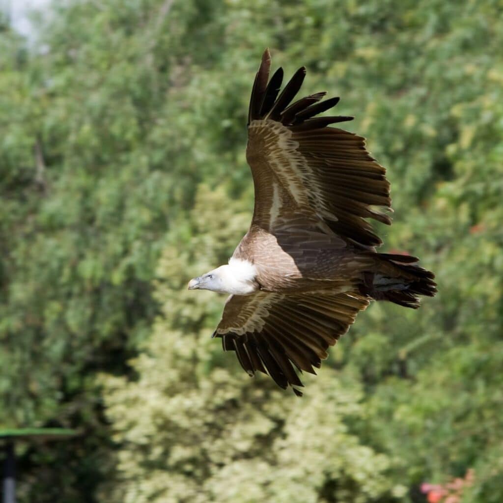 Сип білоголовий 