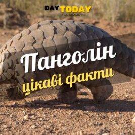 Цікаві факти про панголінів