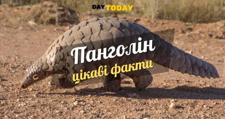 Цікаві факти про панголінів