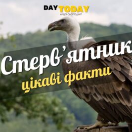 Цікаві факти про стервʼятників
