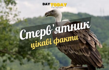 Цікаві факти про стервʼятників