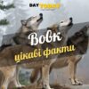 Цікаві факти про вовків