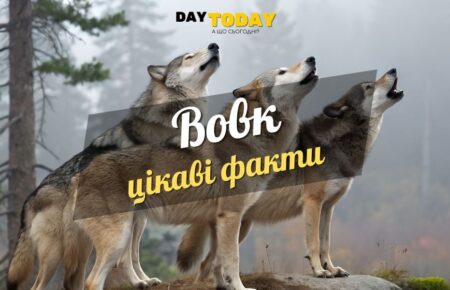 Цікаві факти про вовків