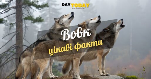 Цікаві факти про вовків