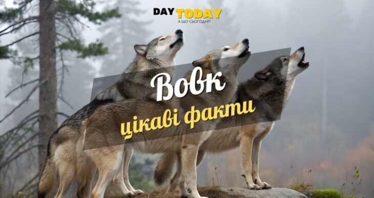 Цікаві факти про вовків