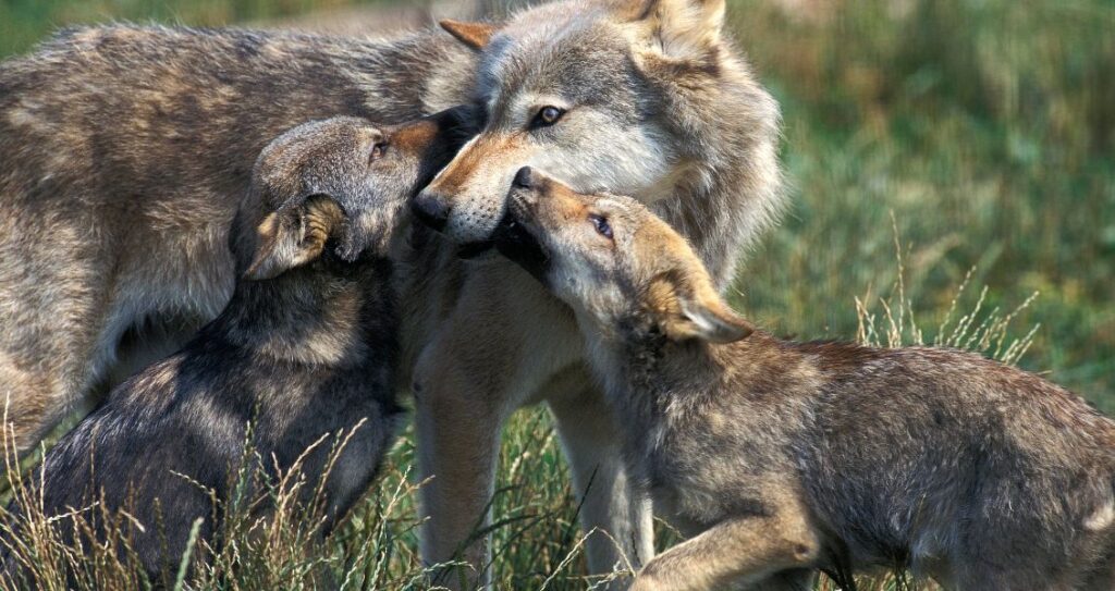 Вовчиця з дитинчатами
