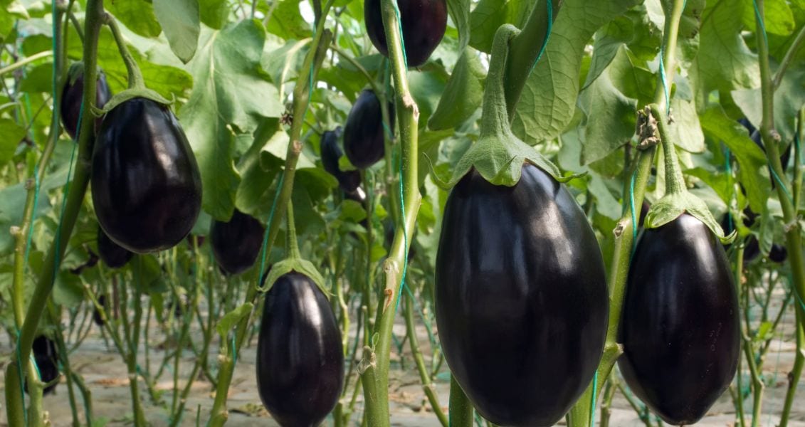 Всесвітній день баклажана