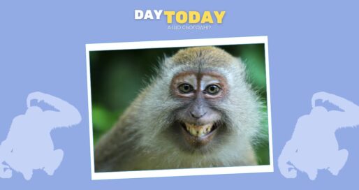 Як п’яні мавпи могли допомогти людству еволюціонувати