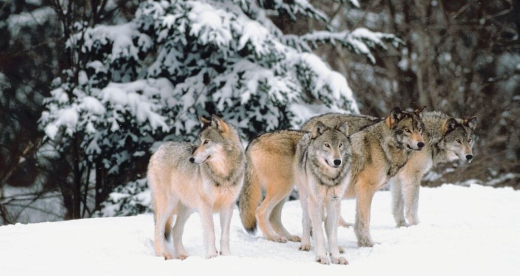 Зграя вовків