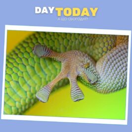 Як лапки гекона можуть врятувати космічні подорожі