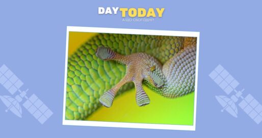 Як лапки гекона можуть врятувати космічні подорожі