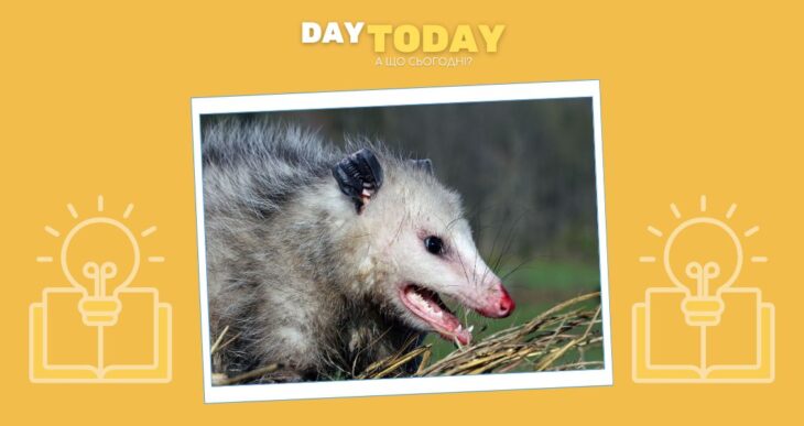 Вірджинські опосуми майже не змінилися з часів динозаврів