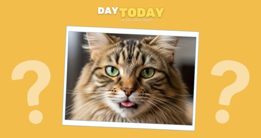 Чому коти висолоплюють язика?