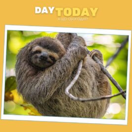 Чому лінивці такі повільні?