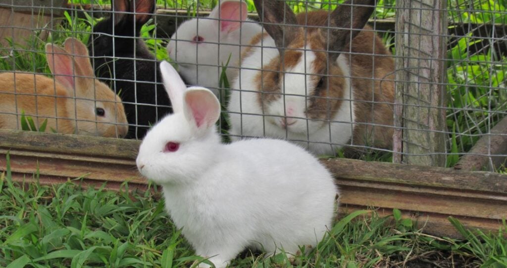 Домашні кролики