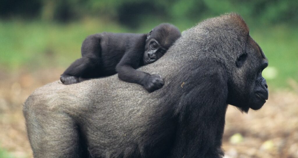 Горила мама з дитинчам