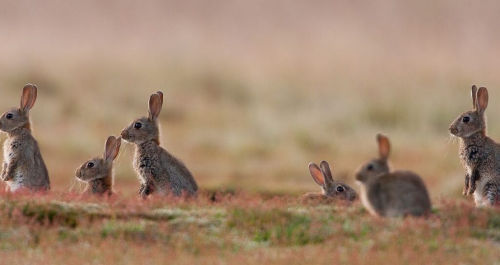 Група кроликів