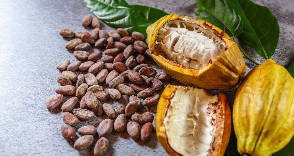 Какао-боби та плоди какао 