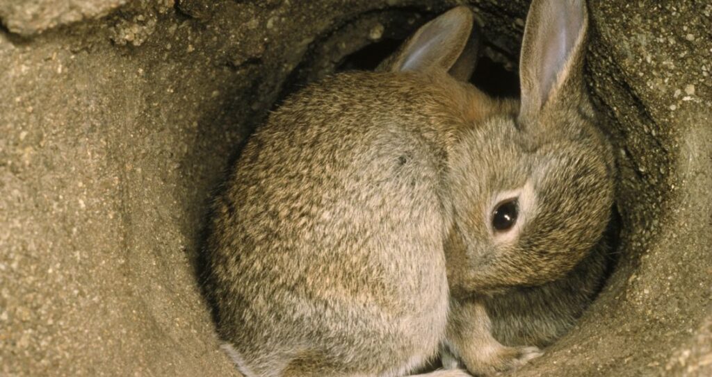 Кроленята та в норі