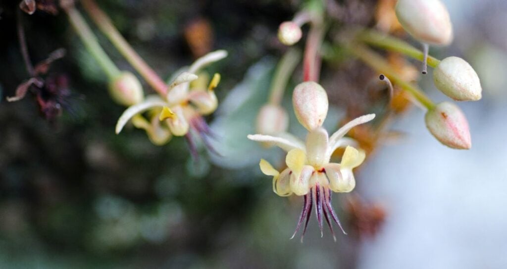 Квіти какао-дерева