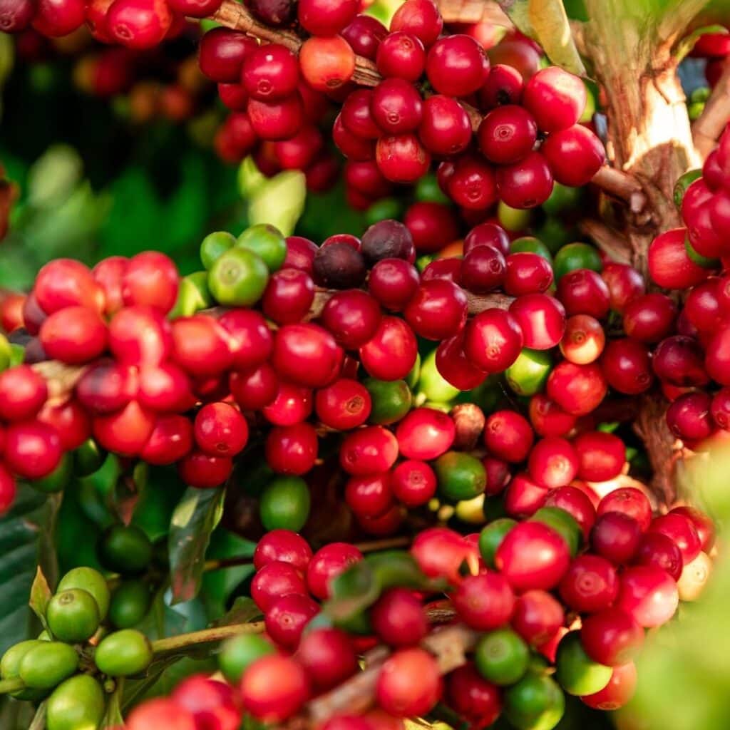 кава плоди 