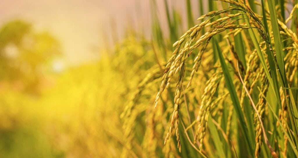 Рисове поле та рисові суцвіття
