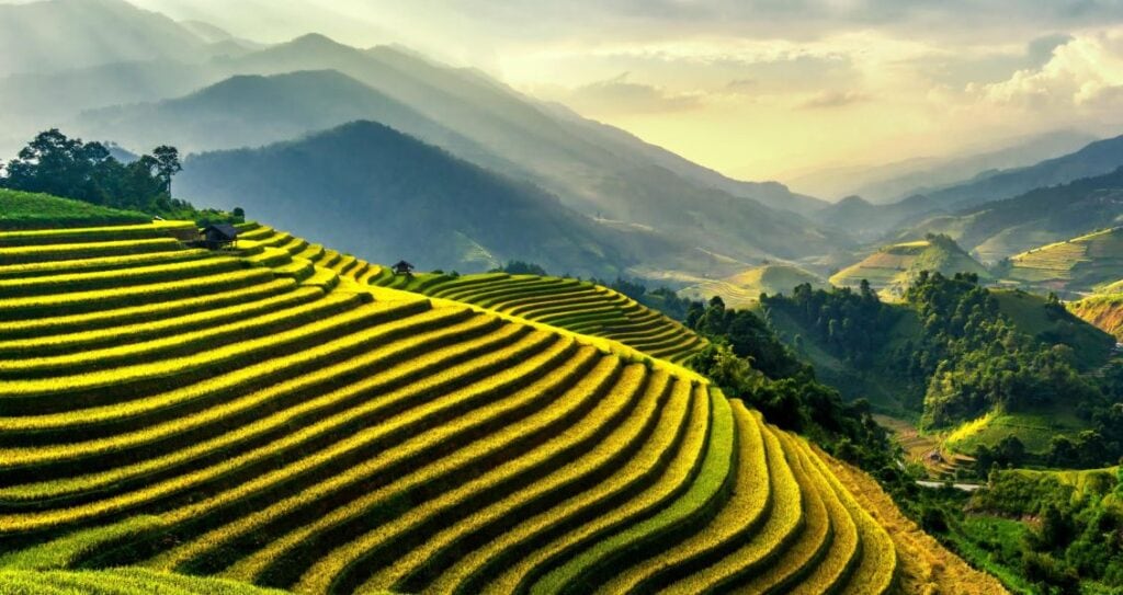 Рисові тераси